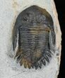 Nice Mrakibina Trilobite - Inches #4359-3